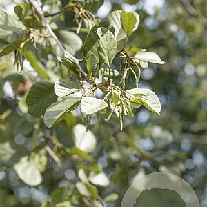 Alnus glutinosa 16-18 HO draadkluit 3 X verplant