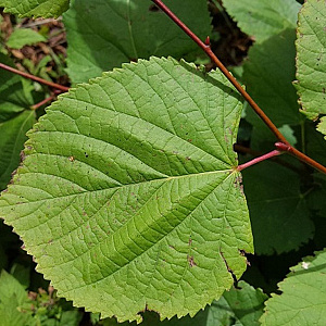 Alnus glutinosa 16-18 HO container 125 cm stam LEIVORM