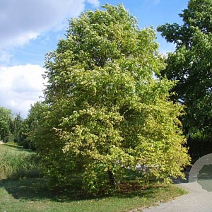 Alnus inc. 'Aurea' 10-12 HO draadkluit 3 X verplant