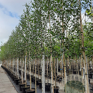 Betula utilis 'Doorenbos' 8-10 HO container