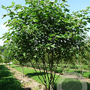 Broussonetia papyrifera 250-300 cm draadkluit meerstammig 3-4 tak