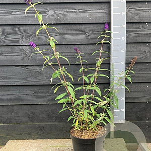 Buddleja d. 'Black Knight' 60-80 cm 7,5L