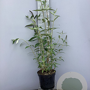 Buddleja d. 'Black Knight' 60-80 cm 7,5L