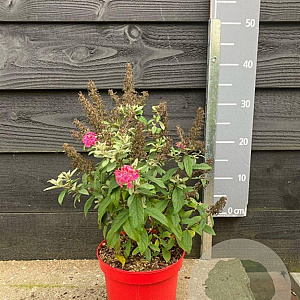 Buddleja d. B. Candy Little Ruby 30-40 cm 3,0L