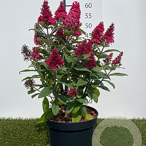 Buddleja d. B. Candy Little Ruby 30-40 cm 3,0L