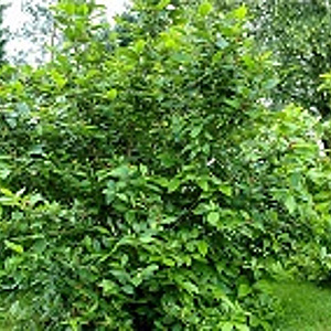 Calycanthus floridus 150-175 cm draadkluit meerstammig lage bol