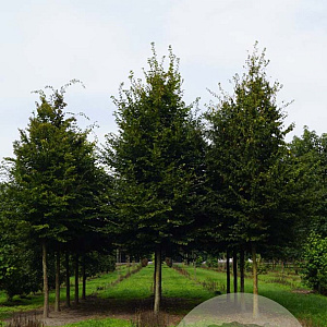 Carpinus betulus 20-25 HO draadkluit 4 X verplant