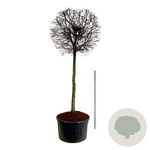 Carpinus betulus 200 cm stam cont. 500L