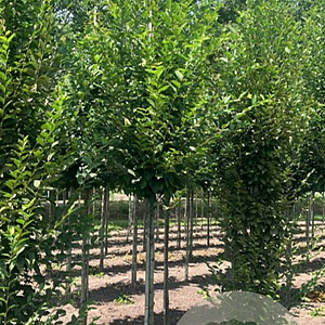 Carpinus bet. 'Fastigiata' 14-16 HO draadkluit 3 X verplant