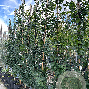 Carpinus bet. 'Lucas' 8-10 HO container geveerd