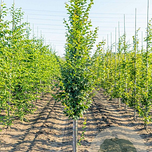 Carpinus bet. 'Lucas' 12-14 HO draadkluit 3 X verplant