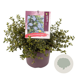 Ceanothus thyrsiflorus repens 25-30 cm 5,0L