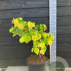 Cercis can. The Rising Sun 60-80 cm 30L