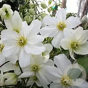 Clematis 'White Abundance' 80 cm 2,0L
