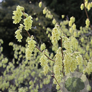 Corylopsis glabrescens 125-150 cm draadkluit struik