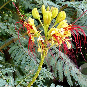 Caesalpinia gilliesii 20-30 cm 3,0L