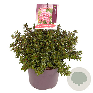 Escallonia 'Red Dream' 20-25 cm 5,0L