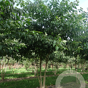 Cornus controversa 350-400 cm draadkluit meerstammig 3-4 tak