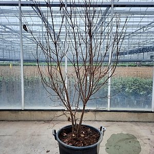 Cornus kousa 200-250 cm container meerstammig