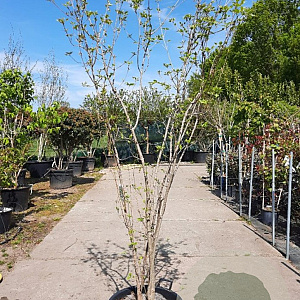 Cornus kousa 200-250 cm container meerstammig