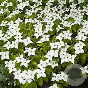 Cornus Stardust 80-100 cm 20L