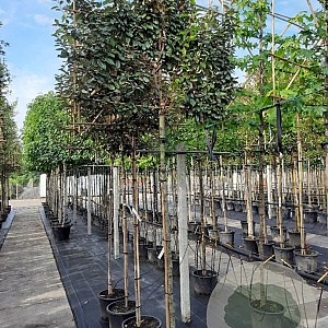 Elaeagnus ebb. 'Compacta' 8-10 HO container 200 cm stam lei 150x150