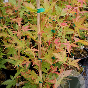 Acer palmatum 'Tsukawa Silloueth' 400-450 cm container solitair