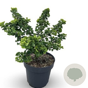 Ginkgo bil. 'Mariken' 4-6 HO container 200 cm stam