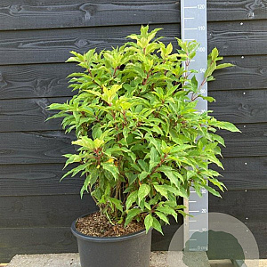 Hydrangea pan. 'Shikoku Flash' 40-60 cm 10L