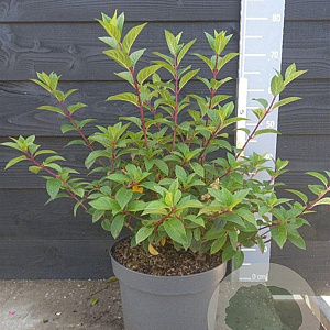 Hydrangea pan. Sundae Fraise 50-60 cm 10L