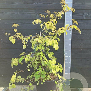 Hydrangea anomala petiolaris 60-80 cm 20L solitair