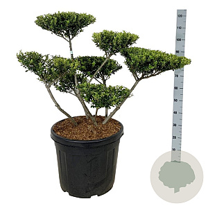 Ilex crenata 'Green Hedge' 60-80 cm cont. 55L multi bol