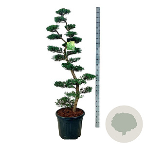 Juniperus virg. 'Grey Owl' 150-175 cm cont. 55L bonsai