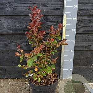 Lagerstroemia Dynabite 40-60 cm 5,0L