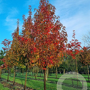 Liquidambar s. 'Kuijck Garden' 18-20 HO draadkluit 3 X verplant