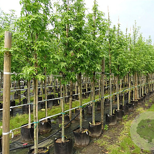 Liquidambar s. 'Palo Alto' 14-16 HO container