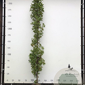 Liquidambar s. 'SlenderSilhouette' 10-12 cm container geveerd