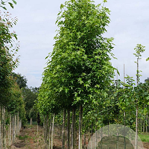 Liquidambar s. 'Worplesdon' 18-20 HO draadkluit 3 X verplant