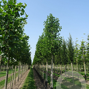 Magnolia kobus 14-16 HO draadkluit 3 X verplant