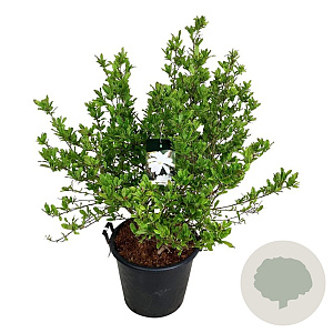 Magnolia stellata 100-125 cm cont. 55L extra