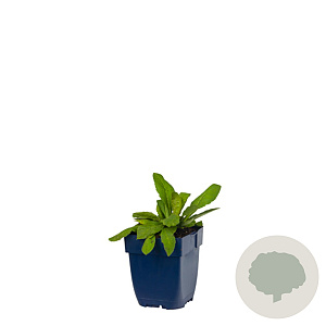 Knautia macedonica GM  P11