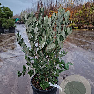 Acca sellowiana 60-80 cm 9L