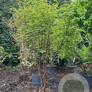 Acer griseum 250-300 cm container meerstammig