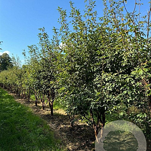 Acer griseum 250-300 cm container meerstammig