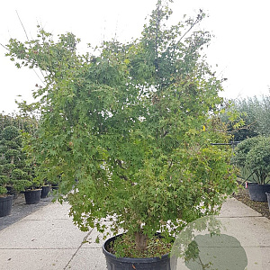 Acer palmatum 250-300 cm container meerstammig Bladkleur