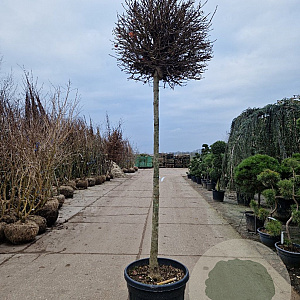 Acer plat. 'Crimson Sentry' 200 cm stam container 18-20 leiboom