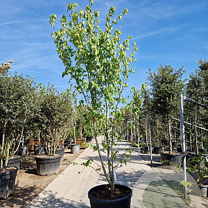 Acer rubrum 'Franksred' 250-300 cm container meerstammig 3 stam