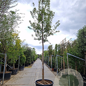 Acer tataricum ginnala 220 cm stam container 20-25