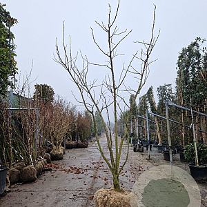 Albizia julibrissin 250-300 cm container meerstammig extra