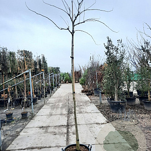 Albizia julibrissin 200 cm stam container 10-12 lei 150x120